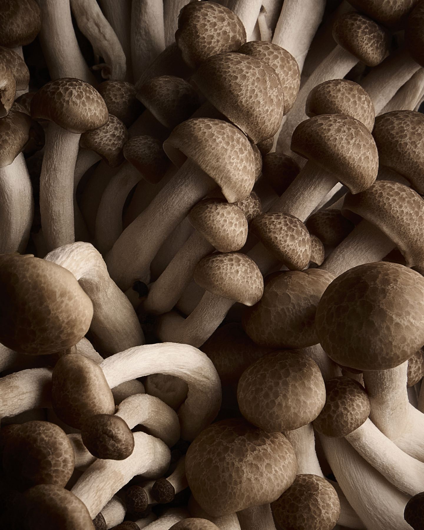 Close-up of brown and cream mushrooms